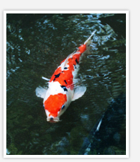 日本文化の中の「泳ぐ芸術品」 錦鯉とは