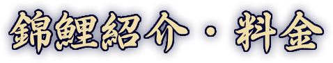 錦鯉紹介・料金