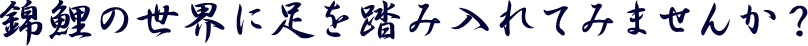 錦鯉の世界に足を踏み入れてみませんか？